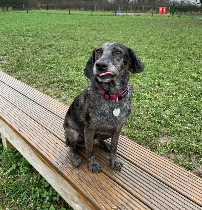 Dog training for deals anxiety near me
